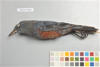 藏品(藍磯鶇)的圖片